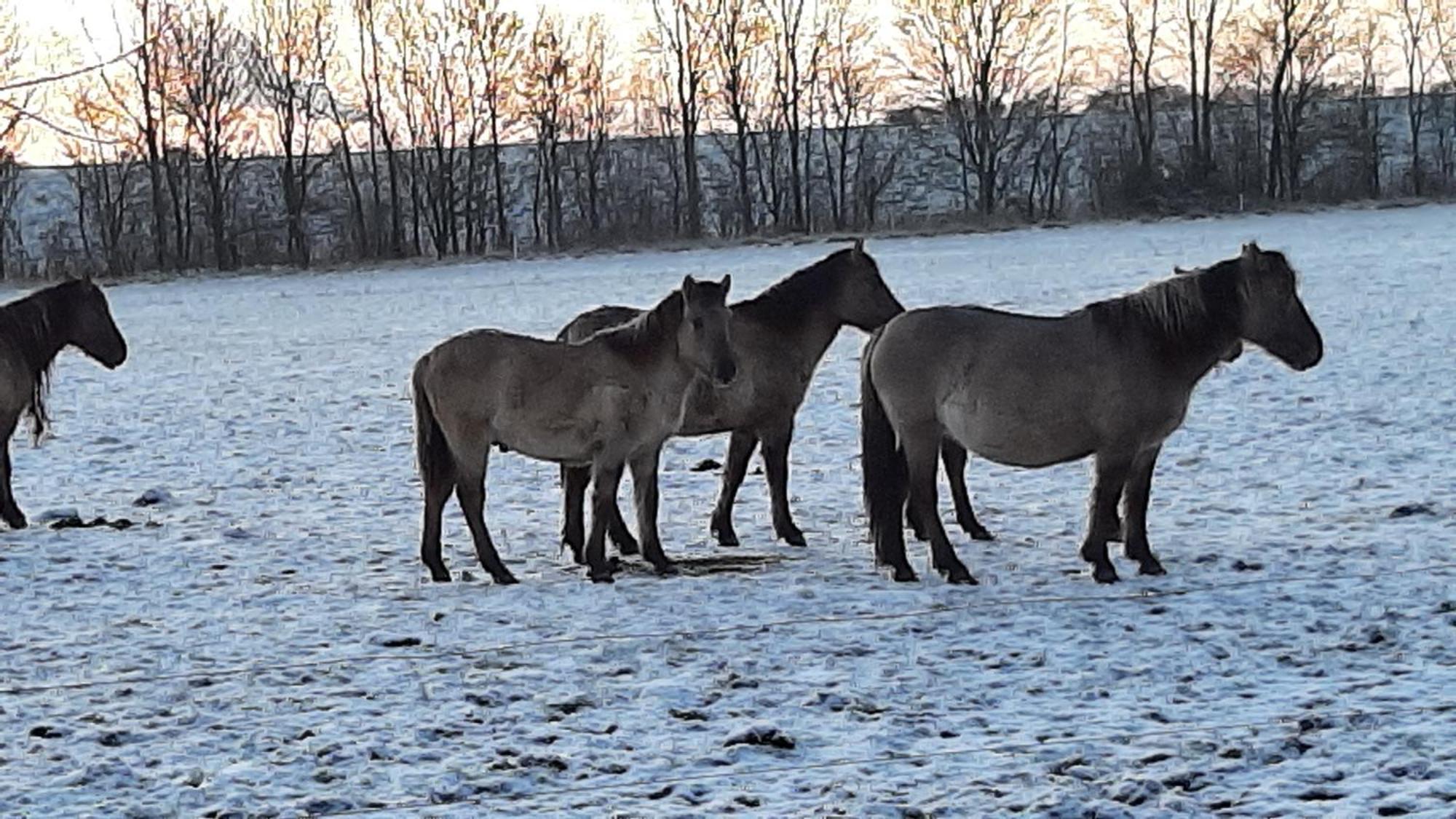 Biesboschbest Werkendam Esterno foto