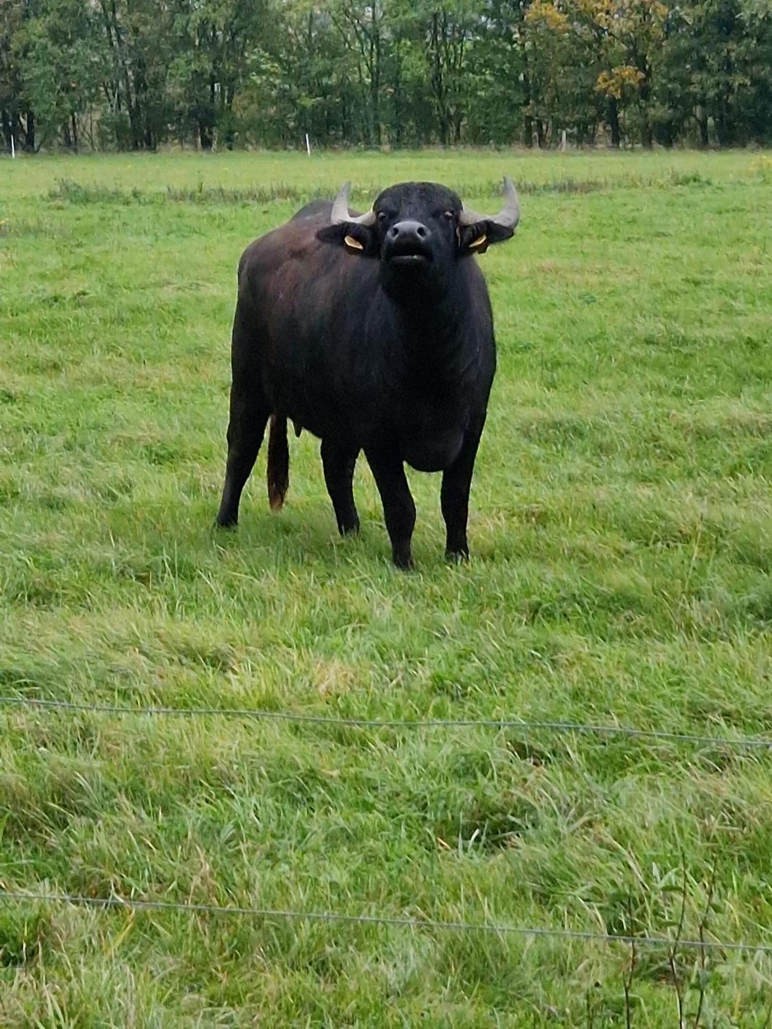 Biesboschbest Werkendam Esterno foto